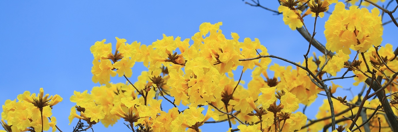 春回岭南花枝俏